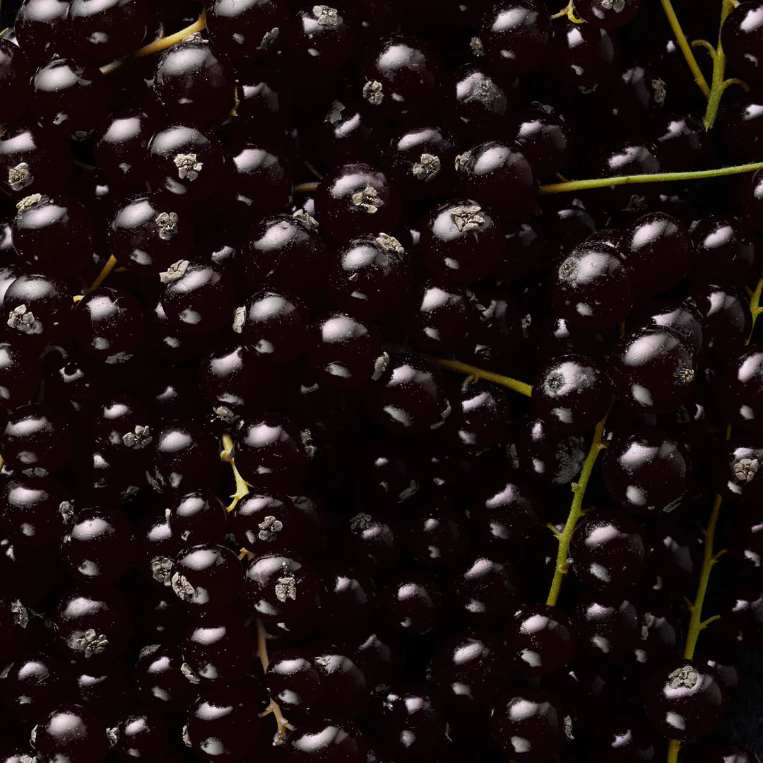 ahead Fruchtaufstrich Schwarze Johannisbeere - Mooloolabas